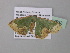  ( - BC ZSM Lep 40532)  @12 [ ] CreativeCommons - Attribution Non-Commercial Share-Alike (2011) Axel Hausmann/Bavarian State Collection of Zoology (ZSM) SNSB, Zoologische Staatssammlung Muenchen