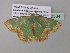  ( - BC ZSM Lep 40534)  @13 [ ] CreativeCommons - Attribution Non-Commercial Share-Alike (2011) Axel Hausmann/Bavarian State Collection of Zoology (ZSM) SNSB, Zoologische Staatssammlung Muenchen