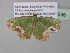  ( - BC ZSM Lep 40536)  @13 [ ] CreativeCommons - Attribution Non-Commercial Share-Alike (2011) Axel Hausmann/Bavarian State Collection of Zoology (ZSM) SNSB, Zoologische Staatssammlung Muenchen