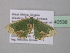  ( - BC ZSM Lep 40538)  @13 [ ] CreativeCommons - Attribution Non-Commercial Share-Alike (2011) Axel Hausmann/Bavarian State Collection of Zoology (ZSM) SNSB, Zoologische Staatssammlung Muenchen