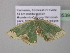  ( - BC ZSM Lep 40539)  @13 [ ] CreativeCommons - Attribution Non-Commercial Share-Alike (2011) Axel Hausmann/Bavarian State Collection of Zoology (ZSM) SNSB, Zoologische Staatssammlung Muenchen