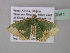  (Bathycolpodes acoelopa - BC ZSM Lep 40541)  @13 [ ] CreativeCommons - Attribution Non-Commercial Share-Alike (2011) Axel Hausmann/Bavarian State Collection of Zoology (ZSM) SNSB, Zoologische Staatssammlung Muenchen
