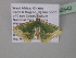  ( - BC ZSM Lep 40542)  @13 [ ] CreativeCommons - Attribution Non-Commercial Share-Alike (2011) Axel Hausmann/Bavarian State Collection of Zoology (ZSM) SNSB, Zoologische Staatssammlung Muenchen