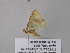  ( - BC ZSM Lep 40543)  @12 [ ] CreativeCommons - Attribution Non-Commercial Share-Alike (2011) Axel Hausmann/Bavarian State Collection of Zoology (ZSM) SNSB, Zoologische Staatssammlung Muenchen