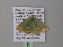  ( - BC ZSM Lep 40545)  @11 [ ] CreativeCommons - Attribution Non-Commercial Share-Alike (2011) Axel Hausmann/Bavarian State Collection of Zoology (ZSM) SNSB, Zoologische Staatssammlung Muenchen