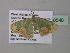  ( - BC ZSM Lep 40546)  @12 [ ] CreativeCommons - Attribution Non-Commercial Share-Alike (2011) Axel Hausmann/Bavarian State Collection of Zoology (ZSM) SNSB, Zoologische Staatssammlung Muenchen