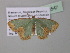  (Bathycolpodes explanataAH02GhCa - BC ZSM Lep 40547)  @12 [ ] CreativeCommons - Attribution Non-Commercial Share-Alike (2011) Axel Hausmann/Bavarian State Collection of Zoology (ZSM) SNSB, Zoologische Staatssammlung Muenchen
