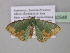  ( - BC ZSM Lep 40548)  @13 [ ] CreativeCommons - Attribution Non-Commercial Share-Alike (2011) Axel Hausmann/Bavarian State Collection of Zoology (ZSM) SNSB, Zoologische Staatssammlung Muenchen