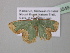  ( - BC ZSM Lep 40549)  @12 [ ] CreativeCommons - Attribution Non-Commercial Share-Alike (2011) Axel Hausmann/Bavarian State Collection of Zoology (ZSM) SNSB, Zoologische Staatssammlung Muenchen