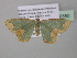  (Bathycolpodes explanataAH03GhCa - BC ZSM Lep 40550)  @13 [ ] CreativeCommons - Attribution Non-Commercial Share-Alike (2011) Axel Hausmann/Bavarian State Collection of Zoology (ZSM) SNSB, Zoologische Staatssammlung Muenchen
