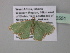  ( - BC ZSM Lep 40551)  @13 [ ] CreativeCommons - Attribution Non-Commercial Share-Alike (2011) Axel Hausmann/Bavarian State Collection of Zoology (ZSM) SNSB, Zoologische Staatssammlung Muenchen
