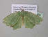  (Bathycolpodes holochroa - BC ZSM Lep 40559)  @12 [ ] CreativeCommons - Attribution Non-Commercial Share-Alike (2011) Axel Hausmann/Bavarian State Collection of Zoology (ZSM) SNSB, Zoologische Staatssammlung Muenchen