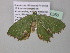  (Bathycolpodes torniflorata - BC ZSM Lep 40560)  @13 [ ] CreativeCommons - Attribution Non-Commercial Share-Alike (2011) Axel Hausmann/Bavarian State Collection of Zoology (ZSM) SNSB, Zoologische Staatssammlung Muenchen