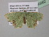  (Bathycolpodes vegeta - BC ZSM Lep 40562)  @12 [ ] CreativeCommons - Attribution Non-Commercial Share-Alike (2011) Axel Hausmann/Bavarian State Collection of Zoology (ZSM) SNSB, Zoologische Staatssammlung Muenchen