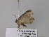  ( - BC ZSM Lep 40565)  @12 [ ] CreativeCommons - Attribution Non-Commercial Share-Alike (2011) Axel Hausmann/Bavarian State Collection of Zoology (ZSM) SNSB, Zoologische Staatssammlung Muenchen
