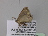 ( - BC ZSM Lep 40566)  @12 [ ] CreativeCommons - Attribution Non-Commercial Share-Alike (2011) Axel Hausmann/Bavarian State Collection of Zoology (ZSM) SNSB, Zoologische Staatssammlung Muenchen