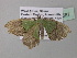  ( - BC ZSM Lep 40567)  @13 [ ] CreativeCommons - Attribution Non-Commercial Share-Alike (2011) Axel Hausmann/Bavarian State Collection of Zoology (ZSM) SNSB, Zoologische Staatssammlung Muenchen