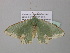  (Antharmostes AH02GhCa - BC ZSM Lep 40569)  @13 [ ] CreativeCommons - Attribution Non-Commercial Share-Alike (2011) Axel Hausmann/Bavarian State Collection of Zoology (ZSM) SNSB, Zoologische Staatssammlung Muenchen