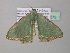 (Antharmostes AH05GhCa - BC ZSM Lep 40575)  @12 [ ] CreativeCommons - Attribution Non-Commercial Share-Alike (2011) Axel Hausmann/Bavarian State Collection of Zoology (ZSM) SNSB, Zoologische Staatssammlung Muenchen