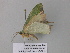  (Antharmostes AH06GhCa - BC ZSM Lep 40576)  @12 [ ] CreativeCommons - Attribution Non-Commercial Share-Alike (2011) Axel Hausmann/Bavarian State Collection of Zoology (ZSM) SNSB, Zoologische Staatssammlung Muenchen