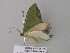  (Antharmostes AH07AH01GhCa - BC ZSM Lep 40577)  @12 [ ] CreativeCommons - Attribution Non-Commercial Share-Alike (2011) Axel Hausmann/Bavarian State Collection of Zoology (ZSM) SNSB, Zoologische Staatssammlung Muenchen