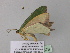  (Antharmostes AH08AH01GhCa - BC ZSM Lep 40578)  @12 [ ] CreativeCommons - Attribution Non-Commercial Share-Alike (2011) Axel Hausmann/Bavarian State Collection of Zoology (ZSM) SNSB, Zoologische Staatssammlung Muenchen