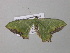  ( - BC ZSM Lep 40585)  @13 [ ] CreativeCommons - Attribution Non-Commercial Share-Alike (2011) Axel Hausmann/Bavarian State Collection of Zoology (ZSM) SNSB, Zoologische Staatssammlung Muenchen