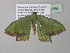  ( - BC ZSM Lep 40586)  @13 [ ] CreativeCommons - Attribution Non-Commercial Share-Alike (2011) Axel Hausmann/Bavarian State Collection of Zoology (ZSM) SNSB, Zoologische Staatssammlung Muenchen