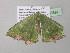  ( - BC ZSM Lep 40587)  @13 [ ] CreativeCommons - Attribution Non-Commercial Share-Alike (2011) Axel Hausmann/Bavarian State Collection of Zoology (ZSM) SNSB, Zoologische Staatssammlung Muenchen