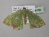  ( - BC ZSM Lep 40588)  @12 [ ] CreativeCommons - Attribution Non-Commercial Share-Alike (2011) Axel Hausmann/Bavarian State Collection of Zoology (ZSM) SNSB, Zoologische Staatssammlung Muenchen