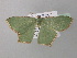  ( - BC ZSM Lep 40594)  @14 [ ] CreativeCommons - Attribution Non-Commercial Share-Alike (2011) Axel Hausmann/Bavarian State Collection of Zoology (ZSM) SNSB, Zoologische Staatssammlung Muenchen