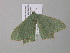  ( - BC ZSM Lep 40596)  @14 [ ] CreativeCommons - Attribution Non-Commercial Share-Alike (2011) Axel Hausmann/Bavarian State Collection of Zoology (ZSM) SNSB, Zoologische Staatssammlung Muenchen