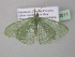  ( - BC ZSM Lep 40611)  @13 [ ] CreativeCommons - Attribution Non-Commercial Share-Alike (2011) Axel Hausmann/Bavarian State Collection of Zoology (ZSM) SNSB, Zoologische Staatssammlung Muenchen