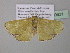  ( - BC ZSM Lep 40631)  @13 [ ] CreativeCommons - Attribution Non-Commercial Share-Alike (2011) Axel Hausmann/Bavarian State Collection of Zoology (ZSM) SNSB, Zoologische Staatssammlung Muenchen
