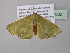  ( - BC ZSM Lep 40632)  @13 [ ] CreativeCommons - Attribution Non-Commercial Share-Alike (2011) Axel Hausmann/Bavarian State Collection of Zoology (ZSM) SNSB, Zoologische Staatssammlung Muenchen