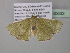 ( - BC ZSM Lep 40633)  @13 [ ] CreativeCommons - Attribution Non-Commercial Share-Alike (2011) Axel Hausmann/Bavarian State Collection of Zoology (ZSM) SNSB, Zoologische Staatssammlung Muenchen