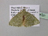  ( - BC ZSM Lep 40635)  @12 [ ] CreativeCommons - Attribution Non-Commercial Share-Alike (2011) Axel Hausmann/Bavarian State Collection of Zoology (ZSM) SNSB, Zoologische Staatssammlung Muenchen