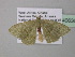  (Pseudhemithea saturata - BC ZSM Lep 40636)  @13 [ ] CreativeCommons - Attribution Non-Commercial Share-Alike (2011) Axel Hausmann/Bavarian State Collection of Zoology (ZSM) SNSB, Zoologische Staatssammlung Muenchen