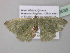  ( - BC ZSM Lep 40638)  @13 [ ] CreativeCommons - Attribution Non-Commercial Share-Alike (2011) Axel Hausmann/Bavarian State Collection of Zoology (ZSM) SNSB, Zoologische Staatssammlung Muenchen