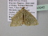  ( - BC ZSM Lep 40640)  @12 [ ] CreativeCommons - Attribution Non-Commercial Share-Alike (2011) Axel Hausmann/Bavarian State Collection of Zoology (ZSM) SNSB, Zoologische Staatssammlung Muenchen