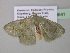  (Pseudhemithea saturataAH01GhCa - BC ZSM Lep 40641)  @13 [ ] CreativeCommons - Attribution Non-Commercial Share-Alike (2011) Axel Hausmann/Bavarian State Collection of Zoology (ZSM) SNSB, Zoologische Staatssammlung Muenchen