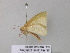  ( - BC ZSM Lep 40648)  @12 [ ] CreativeCommons - Attribution Non-Commercial Share-Alike (2011) Axel Hausmann/Bavarian State Collection of Zoology (ZSM) SNSB, Zoologische Staatssammlung Muenchen
