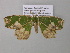  (Archichlora devoluta - BC ZSM Lep 40662)  @13 [ ] CreativeCommons - Attribution Non-Commercial Share-Alike (2011) Axel Hausmann/Bavarian State Collection of Zoology (ZSM) SNSB, Zoologische Staatssammlung Muenchen