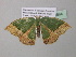  ( - BC ZSM Lep 40664)  @13 [ ] CreativeCommons - Attribution Non-Commercial Share-Alike (2011) Axel Hausmann/Bavarian State Collection of Zoology (ZSM) SNSB, Zoologische Staatssammlung Muenchen