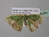  (Chlorodrepana rothiAH03GhCa - BC ZSM Lep 40667)  @13 [ ] CreativeCommons - Attribution Non-Commercial Share-Alike (2011) Axel Hausmann/Bavarian State Collection of Zoology (ZSM) SNSB, Zoologische Staatssammlung Muenchen
