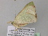  ( - BC ZSM Lep 40668)  @12 [ ] CreativeCommons - Attribution Non-Commercial Share-Alike (2011) Axel Hausmann/Bavarian State Collection of Zoology (ZSM) SNSB, Zoologische Staatssammlung Muenchen