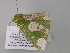  ( - BC ZSM Lep 40674)  @12 [ ] CreativeCommons - Attribution Non-Commercial Share-Alike (2011) Axel Hausmann/Bavarian State Collection of Zoology (ZSM) SNSB, Zoologische Staatssammlung Muenchen