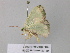  ( - BC ZSM Lep 40685)  @13 [ ] CreativeCommons - Attribution Non-Commercial Share-Alike (2011) Axel Hausmann/Bavarian State Collection of Zoology (ZSM) SNSB, Zoologische Staatssammlung Muenchen