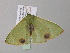  ( - BC ZSM Lep 40690)  @12 [ ] CreativeCommons - Attribution Non-Commercial Share-Alike (2011) Axel Hausmann/Bavarian State Collection of Zoology (ZSM) SNSB, Zoologische Staatssammlung Muenchen