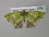  (Agathia multiscripta - BC ZSM Lep 40703)  @13 [ ] CreativeCommons - Attribution Non-Commercial Share-Alike (2011) Axel Hausmann/Bavarian State Collection of Zoology (ZSM) SNSB, Zoologische Staatssammlung Muenchen